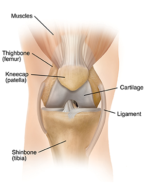 Front view of knee joint.